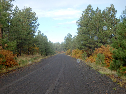 GDMBR: Cruising in Cibola NF.